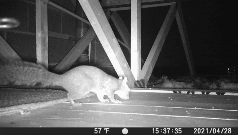 Motion sensing camera trap used to identify rodents